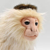Hansa Capuchin Monkey